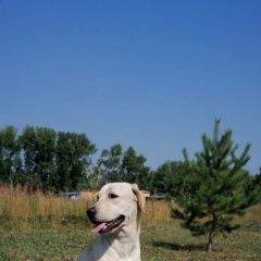 Подробнее об объявлении «Белоярский (Свердловская обл.) Пропала собака кобель очень ищем» Фото: пропала собака Лабрадор ретривер «Белоярский (Свердловская обл.) Пропала собака...» в г. Белоярский (Свердловская обл.)