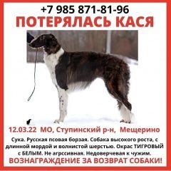 Подробнее об объявлении «Пропала собака Воскресенск» Фото: пропала собака Русская псовая борзая «Пропала собака Воскресенск» в г. Воскресенск