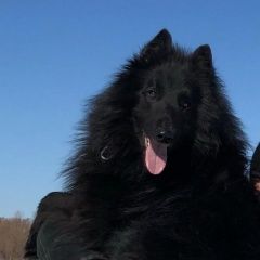 Подробнее об объявлении «Пропала собака кобель Нижний Новгород» Фото: пропала собака  «Пропала собака кобель Нижний Новгород» в г. Нижний Новгород