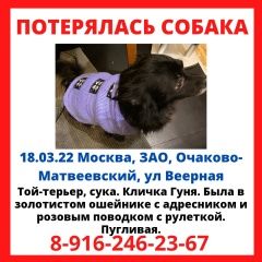 Подробнее об объявлении «Москва Пропала собака черная той-терьер с адресником» Фото: пропала собака  «Москва Пропала собака черная той-терьер с...» в г. Москва