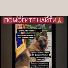 Подробнее об объявлении «Ростов-на-Дону Пропала собака кобель немецкая овчарка» Фото: пропала собака  «Ростов-на-Дону Пропала собака кобель немецкая...» в г. Ростов-на-Дону