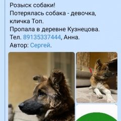 Подробнее об объявлении «Красноярск Пропала собака» Фото: пропала собака  «Красноярск Пропала собака» в г. Красноярск