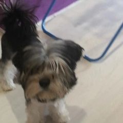 Подробнее об объявлении «Витебск Пропала собака кобель» Фото: пропала собака Йоркширский терьер «Витебск Пропала собака кобель» в г. Витебск