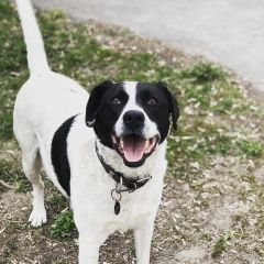 Подробнее об объявлении «Липецк Пропала собака кобель кличка бим» Фото: пропала собака  «Липецк Пропала собака кобель кличка бим» в г. Липецк