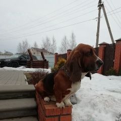 Подробнее об объявлении «Пропала собака кобель 15 марта убежал из дома и не вернулся Арзамас» Фото: пропала собака Бассет-хаунд «Пропала собака кобель 15 марта убежал из дома и...» в г. Арзамас