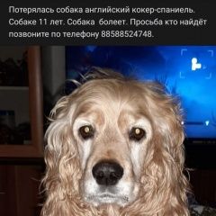 Подробнее об объявлении «Пропала собака люди добрые, помогите найти пожалуйста. Тогучин» Фото: пропала собака Английский кокер-спаниель «Пропала собака люди добрые, помогите найти...» в г. Тогучин