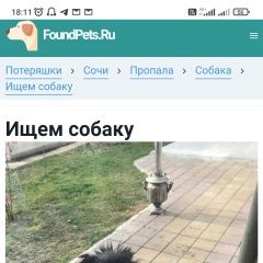 Подробнее об объявлении «Пропала собака кобель Сочи» Фото: пропала собака  «Пропала собака кобель Сочи» в г. Сочи