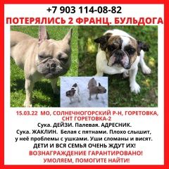 Подробнее об объявлении «Пропала собака два французских бульдога Зеленоград» Фото: пропала собака Французский бульдог «Пропала собака два французских бульдога Зеленоград» в г. Зеленоград