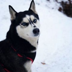 Подробнее об объявлении «Пропала собака Химки» Фото: пропала собака Сибирская хаски «Пропала собака Химки» в г. Химки