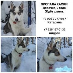 Подробнее об объявлении «Пропала собака хаски Орехово-Зуево» Фото: пропала собака  «Пропала собака хаски Орехово-Зуево» в г. Орехово-Зуево