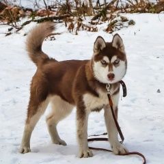 Подробнее об объявлении «Владивосток Пропала собака потерялась хаски» Фото: пропала собака Сибирская хаски «Владивосток Пропала собака потерялась хаски» в г. Владивосток