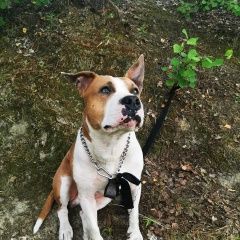 Подробнее об объявлении «Люберцы Пропала собака кобель стаффордширский терьер» Фото: пропала собака Американский стаффордширский терьер «Люберцы Пропала собака кобель стаффордширский...» в г. Люберцы