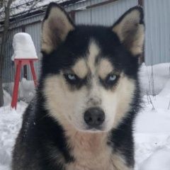 Подробнее об объявлении «Пропала собака кобель Троицк» Фото: пропала собака Сибирская хаски «Пропала собака кобель Троицк» в г. Троицк