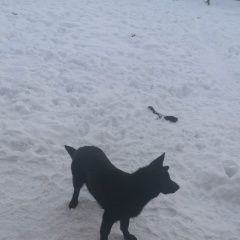 Подробнее об объявлении «Пропала собака Орехово-Зуево» Фото: пропала собака Немецкая овчарка «Пропала собака Орехово-Зуево» в г. Орехово-Зуево