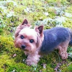 Подробнее об объявлении «Пропала собака кобель Санкт-Петербург» Фото: пропала собака Йоркширский терьер «Пропала собака кобель Санкт-Петербург» в г. Санкт-Петербург