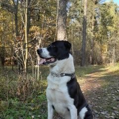 Подробнее об объявлении «Октябрьский (Московская обл.) Пропала собака кобель алабай черно - белого окраса» Фото: пропала собака Среднеазиатская овчарка «Октябрьский (Московская обл.) Пропала собака...» в г. Октябрьский (Московская обл.)