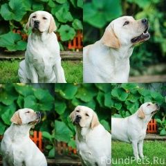 Подробнее об объявлении «Витебск Пропала собака внимание» Фото: пропала собака Лабрадор ретривер «Витебск Пропала собака внимание» в г. Витебск