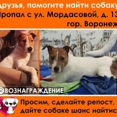 Подробнее об объявлении «Пропала собака кобель помогите найти Воронеж» Фото: пропала собака Джек рассел терьер «Пропала собака кобель помогите найти Воронеж» в г. Воронеж