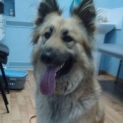 Подробнее об объявлении «Среднеуральск Пропала собака» Фото: пропала собака  «Среднеуральск Пропала собака» в г. Среднеуральск