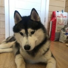 Подробнее об объявлении «Обнинск Пропала собака кобель» Фото: пропала собака  «Обнинск Пропала собака кобель» в г. Обнинск