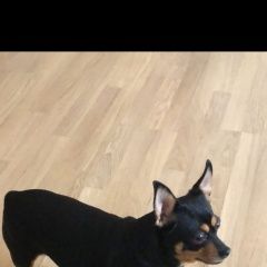 Подробнее об объявлении «Анапа Пропала собака помогите пожалуйста» Фото: пропала собака Той-терьер «Анапа Пропала собака помогите пожалуйста» в г. Анапа