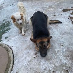 Подробнее об объявлении «Люберцы Пропала собака» Фото: пропала собака Немецкая овчарка «Люберцы Пропала собака» в г. Люберцы