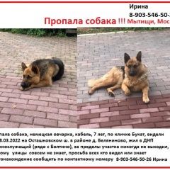Подробнее об объявлении «Мытищи Пропала собака кобель овчарка» Фото: пропала собака Немецкая овчарка «Мытищи Пропала собака кобель овчарка» в г. Мытищи