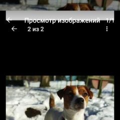 Картинка пропала собака В городе Витебск потерялась собачка. Витебск