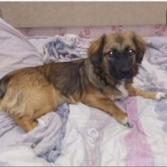 Подробнее об объявлении «Ульяновск Пропала собака» Фото: пропала собака  «Ульяновск Пропала собака» в г. Ульяновск