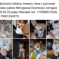 Подробнее об объявлении «Ростов-на-Дону Пропала собака кобель помогите найти» Фото: пропала собака  «Ростов-на-Дону Пропала собака кобель помогите...» в г. Ростов-на-Дону