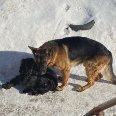 Подробнее об объявлении «Красноярск Пропала собака кобель потерялись овчарка и спаниель кабели» Фото: пропала собака Немецкая овчарка «Красноярск Пропала собака кобель потерялись...» в г. Красноярск