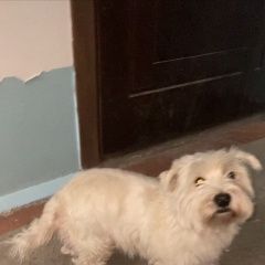 Подробнее об объявлении «Анапа Пропала собака» Фото: пропала собака Вест хайленд уайт терьер «Анапа Пропала собака» в г. Анапа