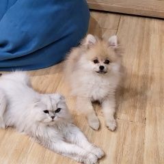 Подробнее об объявлении «Ростов-на-Дону Пропала собака кобель» Фото: пропала собака  «Ростов-на-Дону Пропала собака кобель» в г. Ростов-на-Дону