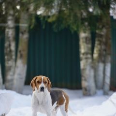 Подробнее об объявлении «Пропала собака кобель Дмитров» Фото: пропала собака Гончая «Пропала собака кобель Дмитров» в г. Дмитров