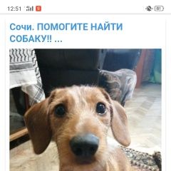 Подробнее об объявлении «Пропала собака кобель мальчик такса, если кто знает Сочи» Фото: пропала собака Такса «Пропала собака кобель мальчик такса, если кто...» в г. Сочи
