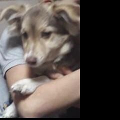 Подробнее об объявлении «Кулебаки Пропала собака кобель» Фото: пропала собака  «Кулебаки Пропала собака кобель» в г. Кулебаки