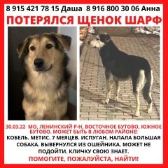 Подробнее об объявлении «Пропала собака кобель щенок 7 месяцев Видное» Фото: пропала собака  «Пропала собака кобель щенок 7 месяцев Видное» в г. Видное