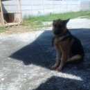 Подробнее об объявлении «Полевской Пропала собака кобель» Фото: пропала собака Немецкая овчарка «Полевской Пропала собака кобель» в г. Полевской