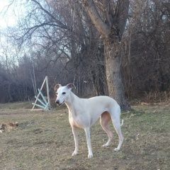 Подробнее об объявлении «Обь Пропала собака в возрасте, требует должного ухода» Фото: пропала собака  «Обь Пропала собака в возрасте, требует должного...» в г. Обь