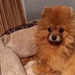 Подробнее об объявлении «Владивосток Пропала собака кобель щенок породы померанский шпиц.» Фото: пропала собака Померанский шпиц «Владивосток Пропала собака кобель щенок породы...» в г. Владивосток