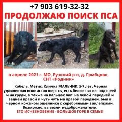 Подробнее об объявлении «Дорохово Пропала собака кобель ищем нашу собаку, метис лабрадора ч/б» Фото: пропала собака Лабрадор ретривер «Дорохово Пропала собака кобель ищем нашу...» в г. Дорохово