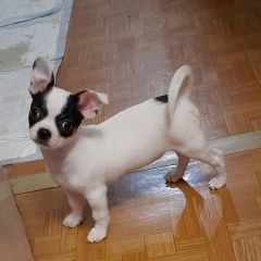 Подробнее об объявлении «Пропала собака Санкт-Петербург» Фото: пропала собака Чихуахуа «Пропала собака Санкт-Петербург» в г. Санкт-Петербург