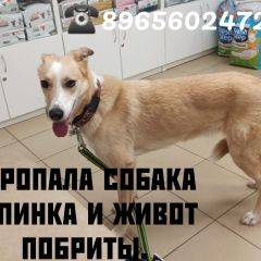 Подробнее об объявлении «Казань Пропала собака 8 апреля» Фото: пропала собака  «Казань Пропала собака 8 апреля» в г. Казань