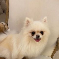 Подробнее об объявлении «Пропала собака Химки» Фото: пропала собака  «Пропала собака Химки» в г. Химки