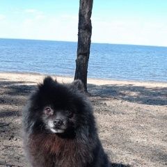 Подробнее об объявлении «Пропала собака кобель Санкт-Петербург» Фото: пропала собака Немецкий шпиц «Пропала собака кобель Санкт-Петербург» в г. Санкт-Петербург