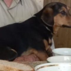 Подробнее об объявлении «Омск Пропала собака кобель метис таксы» Фото: пропала собака Такса «Омск Пропала собака кобель метис таксы» в г. Омск