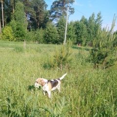 Подробнее об объявлении «Пропала собака Северск» Фото: пропала собака Бигль «Пропала собака Северск» в г. Северск