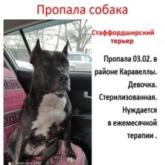 Подробнее об объявлении «Пропала собака Севастополь» Фото: пропала собака Американский стаффордширский терьер «Пропала собака Севастополь» в г. Севастополь