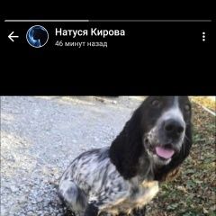 Подробнее об объявлении «Пропала собака по кличке альфа Новороссийск» Фото: пропала собака Русский охотничий спаниель «Пропала собака по кличке альфа Новороссийск» в г. Новороссийск