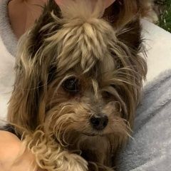 Подробнее об объявлении «Пропала собака кобель йоркширский терьер Зеленоград» Фото: пропала собака  «Пропала собака кобель йоркширский терьер...» в г. Зеленоград